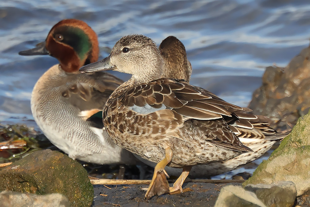 Blue-winged teal